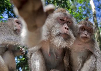 Monkey Forest, Ubud