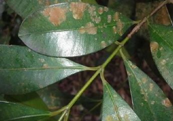 Riset Senyawa Antikanker dari Biota Asli Indonesia