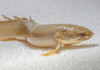 Ikan yang Bisa Berjalan di Darat