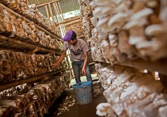Mengeruk Rupiah Dari Jamur