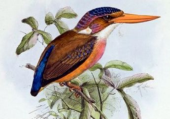 Burung Udang-Merah Sangihe Masuk Daftar Terancam Punah
