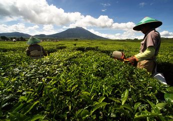 Kebun Teh di Kaki Kerinci