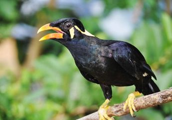 Ingin Coba Berwisata Alam ke Taman Nasional Kerinci Seblat?