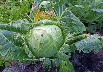 Sayur Berlubang Belum Tentu Menandakan Bebas Pestisida