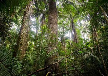 Hutan Amazon sebagai Penyimpan Karbon