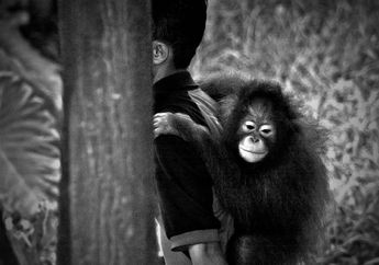 Orangutan Remaja
