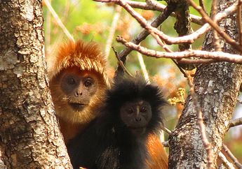 Senda Gurau Lutung di Baluran