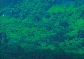 Ekonomi Hijau untuk Pembangunan di Heart of Borneo