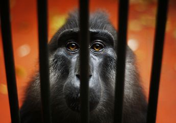 Suka Duka Fauna Nusantara Dalam Bingkai Foto