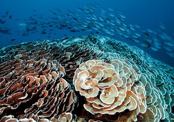 Dunia Bawah Laut Raja Ampat