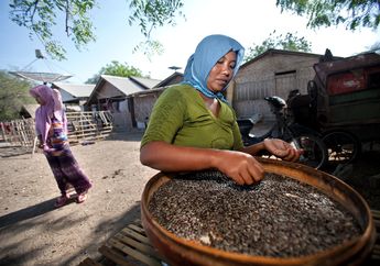 Memilah Biji Akasia Duri