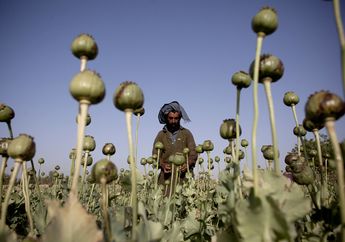 Ladang Opium