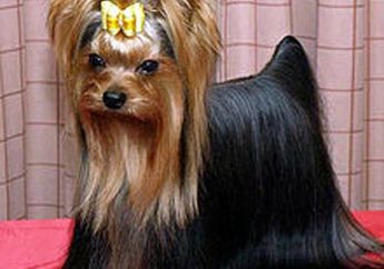 Sebelum Ditemukan, Anjing Ini Menempuh Jarak 2.896 Kilometer