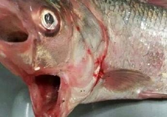 Di Australia, Ditemukan Ikan Kakap Bermulut Dua