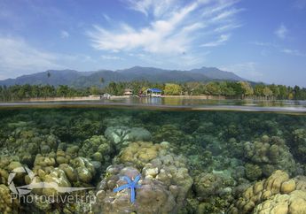 Surga Bawah Laut di Parigi Moutong