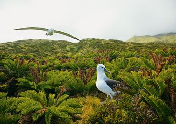 Albatros di Pulau Terdepan