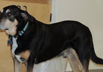 Anjing Ini Dapat Mendeteksi Penderita Kanker Tiroid