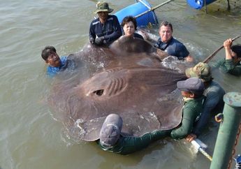 Ikan Pari Air Tawar Terbesar Ditemukan di Thailand