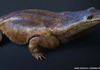 Dahulu, Ada Salamander Sebesar Mobil