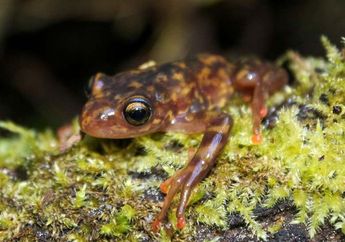 Mampukah Katak di Madagaskar Bertahan dari Serangan Jamur?