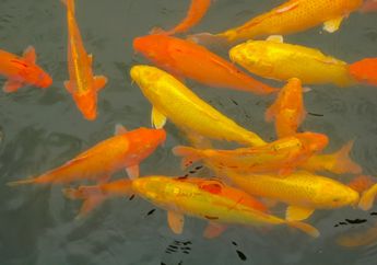 Wajib Pasang Akuarium, Langkah Pemerintah Kembangkan Pasar Ikan Hias