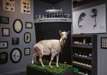 Kambing Laba-laba
