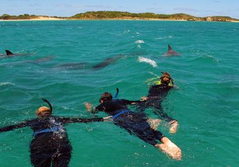 Menyapa Mamalia Laut nan Riang di Port Stephens