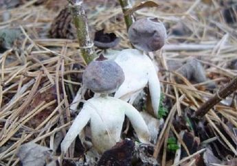 Penemuan Jamur dengan Bentuk Manusia