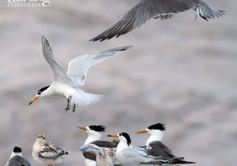 Dara Laut Tiongkok, Burung Pengembara Terlangka di Dunia