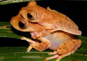 Penemuan Katak Indonesiensis