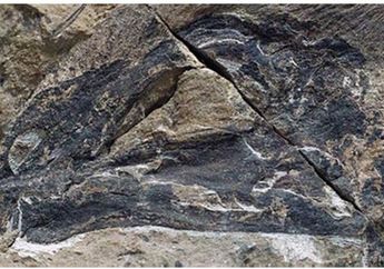 Ilmuwan Temukan Fosil Dinosaurus Bersayap Mirip Kelelawar