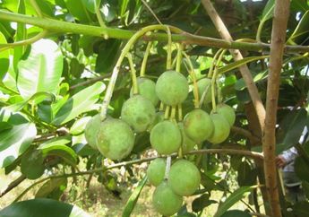 Limbah Tanaman Nyamplung untuk Bahan Biosolar
