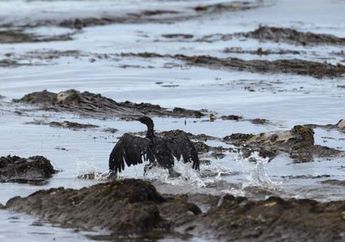 Sekitar 79.800 Liter Minyak Tumpah Ke Pantai Santa Barbara