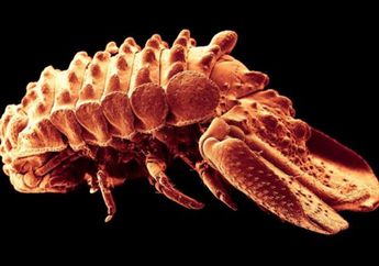 Penemuan Spesies Kutu Laut Terbaru