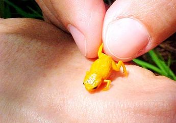 Penemuan 7 Spesies Katak Baru di Brasil