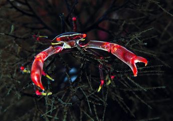 Biota Laut Nusantara