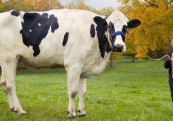 Sapi Tertinggi di Dunia Mati dalam Usia 13 Tahun