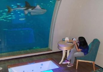 Menikmati Pemandangan Hewan Laut saat Bermalam
