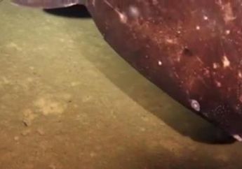 Hiu Tertangkap Berenang di Area Gunung Api Bawah Laut