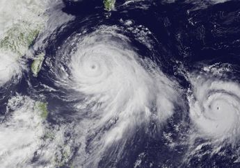 Bayi-Bayi Satwa Diselamatkan Usai Amukan Hurricane Matthew