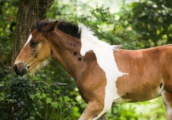 Dialah Da Vinci, Kuda Menawan dengan "Kuda Putih" di Punggungnya