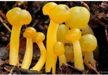 Kehidupan Berwarna Kuning yang Bergelora