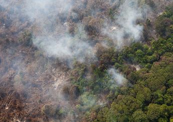 Membabat Habis Hutan Riau