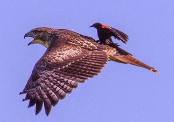 Seekor Burung Kecil Tertangkap Kamera Tengah "Mengendarai" Elang
