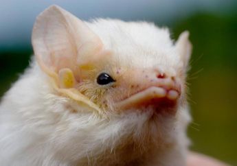 Mengapa Kita Perlu Melindungi Microbat?