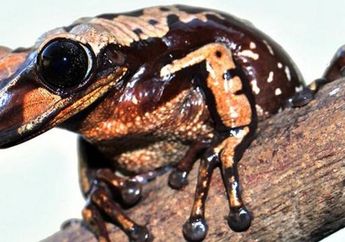 "Katak dari Neraka", Satu Gram Bisanya Mampu Membunuh 80 Orang