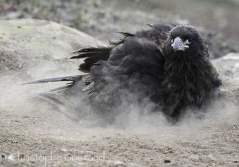 Mengapa Burung Gemar Mandi Debu?