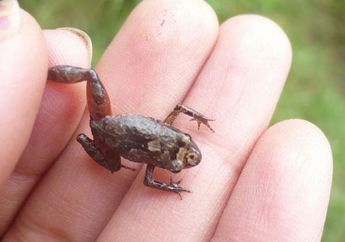 Spesies Baru Katak Mungil Ditemukan di Andes
