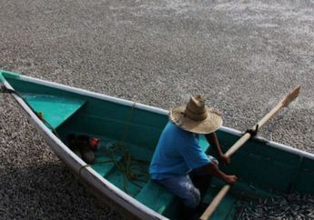 Mengapa Sering Terjadi Fenomena Ikan Mati dalam Jumlah Besar?