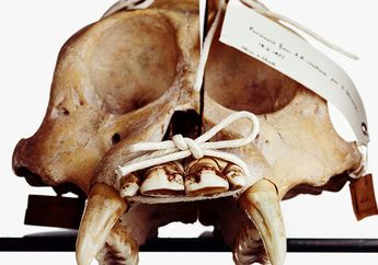 Tengkorak Pongo pygmaeus yang Terbelah